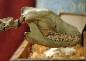 주머니고양이의 두개골, 유대류 어금니 패턴을 보여줌