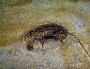 홍콩 과학관에 있는 에오마이아 화석