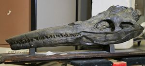 C. petrinus (UCMP 9913)의 보존된 두개골