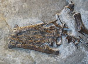 큰 형태(T. hydroides) 표본인 PIMUZ T 2819의 납작한 단일 첨두 두개골