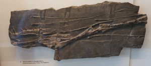 PIMUZ T 2793, T. hydroides의 아래턱과 관련된 척추