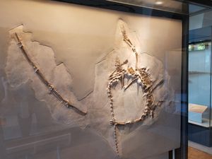 PIMUZ T 2817, 머리와 목의 일부만 없는 큰 형태의 (T. hydroides) 표본