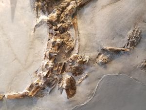 PIMUZ T 2817의 어깨 부위와 앞다리