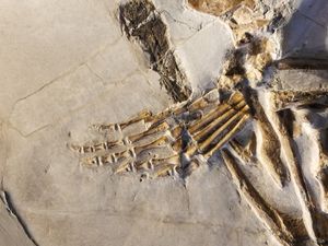 PIMUZ T 2817의 뒷발