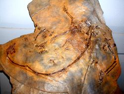 타니스트로페우스의 전체 골격 화석