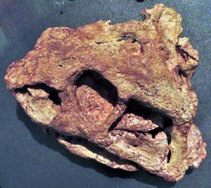 Ennatosaurus tecton (모식 표본 PIN 1580/17)의 두개골을 왼쪽 등쪽 옆면에서 본 모습.