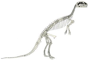 노프차의 1905년 골격 복원도
