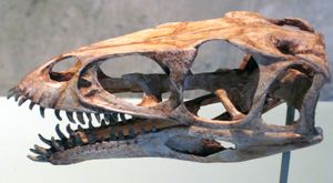 노아사우루스류의 특이한 치아 구조를 보여주는 마시아카사우루스의 두개골