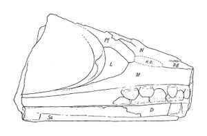 측면에서 본 P. fraasi의 홀로타입 두개골