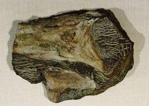 독일에서 발견된 팔라로돈 아타부스 표본