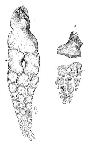 T. zitteli의 앞다리 (왼쪽) 및 부분 뒷다리 (오른쪽)