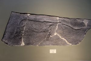 Toretocnemus의 친척인 Qianichthyosaurus zhoui의 표본
