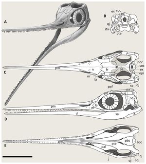 베사노사우루스 두개골 재구성도 (A) 사선, (B) 후면, (C) 상단, (D) 측면, (E) 하단 뷰