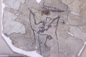 D. linglongtaensis의 모식 표본(IVPP V16049), 중국 고생물 박물관