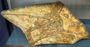 화석 모형, 국립 자연사 박물관, 파리