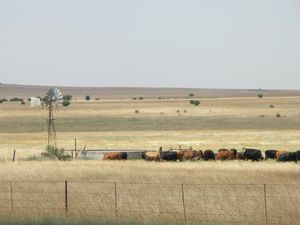 윈버그 인근의 소 방목