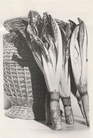 Red radicchio of Treviso