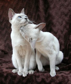 영국에 최초로 등록된 두 개의 타이 라일락 포인트: Clairabelle Pixie Dust(2014) 및 Clairabelle Ninja Rococoa(2015)