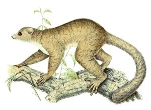 1868년 출판된 삽화