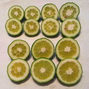 개화 후 7개월 된 덜 익은 '모로' 블러드 오렌지