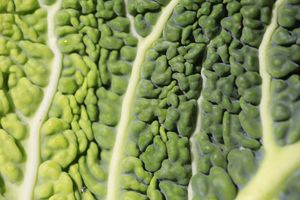 잎의 상부 표피