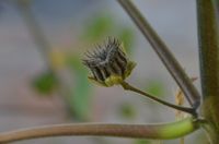 캘리포니아에서 자란 식물의 분열과