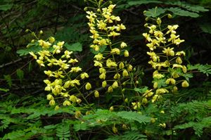 일본에 자생하는 자케츠이바라