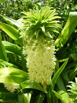 Eucomis autumnalis
