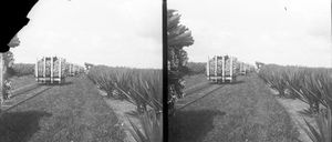 1917년 자바 섬에서 아가베 수확