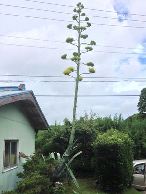 일본에서 개화한 아오노류제츠란(지바현 이즈미시, 2016년 8월 촬영).