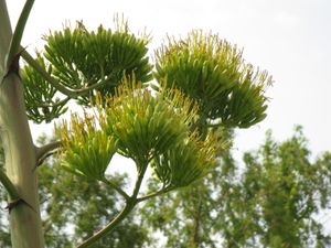 아오노류제츠란의 꽃(오사카부립 꽃의 문화원에서 2010년 8월 촬영).