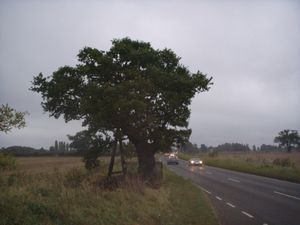 케트의 오크, 헤더셋, 노퍽 근처 B1172 옆