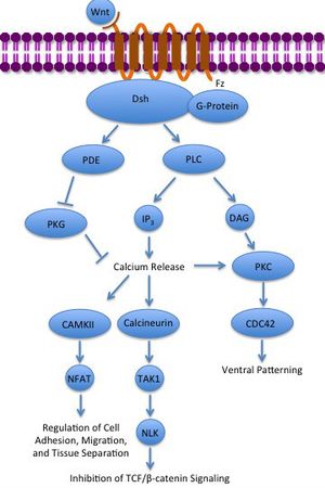 비정상 Wnt/칼슘 경로