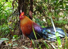 신하라자 숲 보호구역의 스리랑카 밀림닭