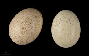 실론야계(Gallus lafayettii) - MHNT