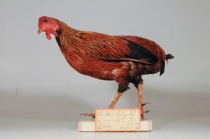 테밍크의 전 개인 소장품에서 가져온 표본: 수채화의 모델이 된 실론야계의 꼬리 없는 돌연변이 (네덜란드, 레이던의 나투랄리스 생물 다양성 센터).