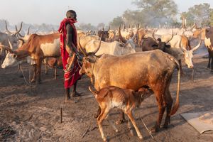 남수단 소 치는 사람들
