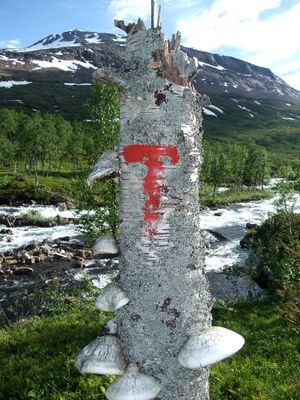융케르달 국립공원(Junkerdal National Park)의 표시된 하이킹 경로이다.