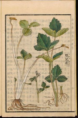 일본 농업 백과사전 세이케이 주세츠(Seikei Zusetsu, 1804)의 삽화