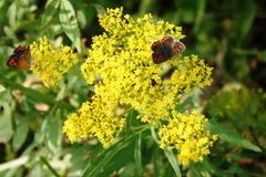 붉은점모시나비가 마타리의 꿀을 빨아먹는 모습