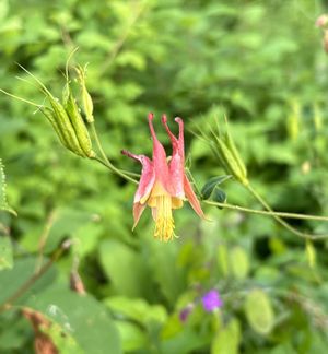 야생 매발톱 (Aquilegia canadensis)이 미시간주 글렌 아버 근처 슬리핑 베어 듄스 국립호수에서 자라고 있다.