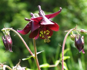 검은매발톱 (Aquilegia atrata)