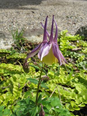 Aquilegia × maruyamana