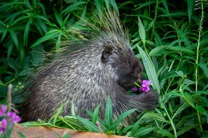고슴도치가 알래스카에서 분홍바늘꽃을 먹고 있다.