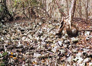 나무 사이의 소라고둥 껍질과 고둥 껍질