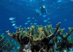 Underwater view of snorkelers, fish and coral