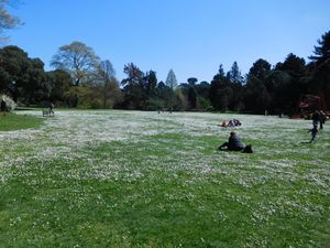 런던 큐 왕립 식물원의 데이지로 덮인 풀밭