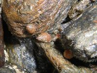 마키스지코미미가이