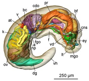 Pseudunela cornuta의 3D 복원 모형. 아코클리디움류에 대한 이해를 크게 향상시켰다.