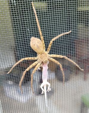 도마뱀을 잡아먹는 모습